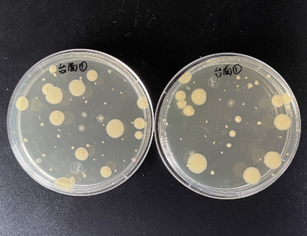 嬰配乳粉生產(chǎn)企業(yè)環(huán)境微生物監(jiān)測(一)——表面微生物采樣 嬰配乳粉生產(chǎn)企業(yè)環(huán)境微生物監(jiān)測(一)——表面微生物采樣