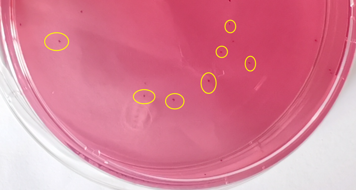 VRBA內(nèi)的紅色小菌落，有可能是沙門氏菌？