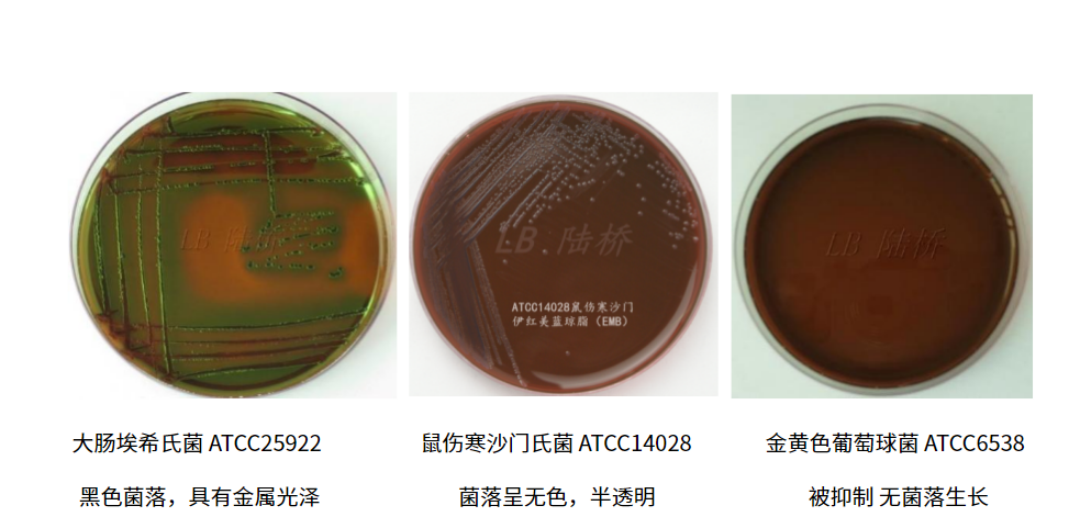 大腸埃希氏菌的選擇性分離培養(yǎng)基——伊紅美藍瓊脂(EMB) 大腸埃希氏菌的選擇性分離培養(yǎng)基——伊紅美藍瓊脂(EMB)