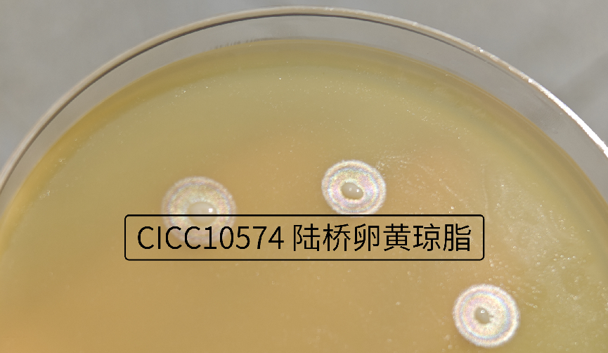 自帶“光環(huán)”的菌——唐菖蒲伯克霍爾德氏菌(下) 自帶“光環(huán)”的菌——唐菖蒲伯克霍爾德氏菌(下)