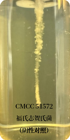 誰是芽胞桿菌中的“運(yùn)動健將”? 誰是芽胞桿菌中的“運(yùn)動健將”?