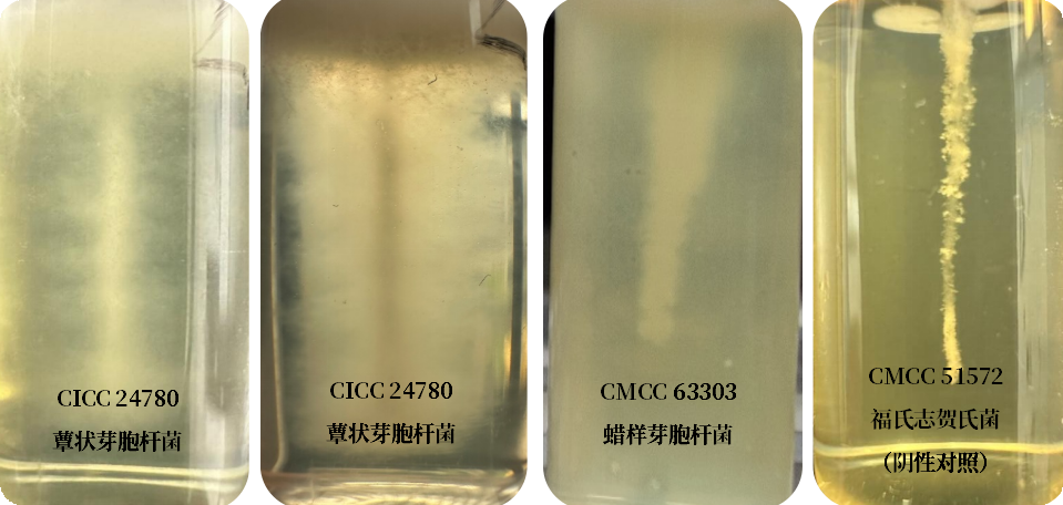 誰是芽胞桿菌中的“運(yùn)動健將”? 誰是芽胞桿菌中的“運(yùn)動健將”?