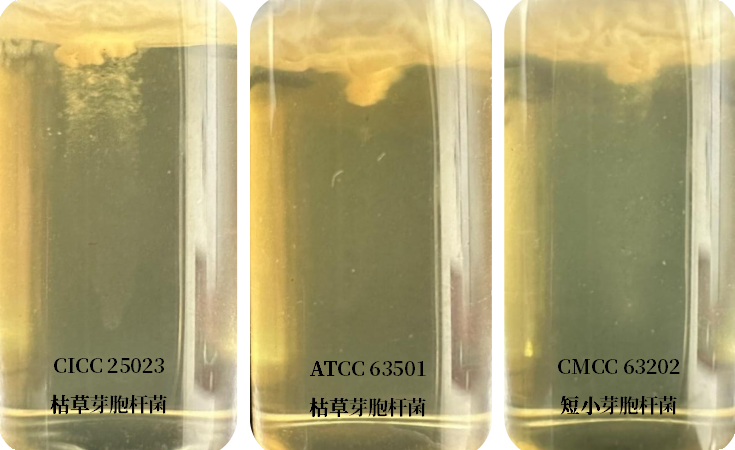 誰是芽胞桿菌中的“運(yùn)動健將”? 誰是芽胞桿菌中的“運(yùn)動健將”?
