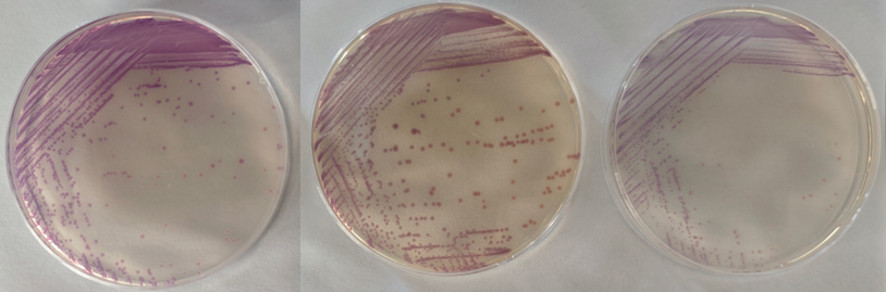 沙門檢測新助手—沙門氏+顯色培養(yǎng)基