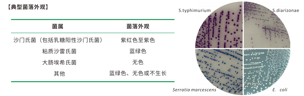 沙門檢測新助手—沙門氏+顯色培養(yǎng)基