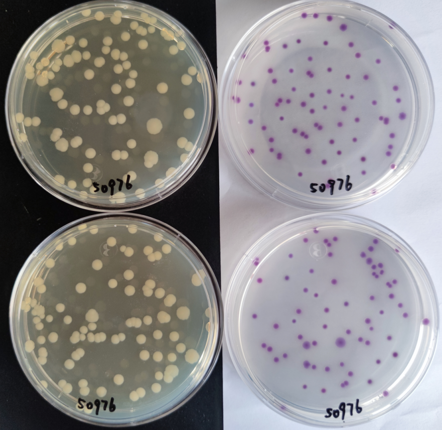 沙門檢測新助手—沙門氏+顯色培養(yǎng)基