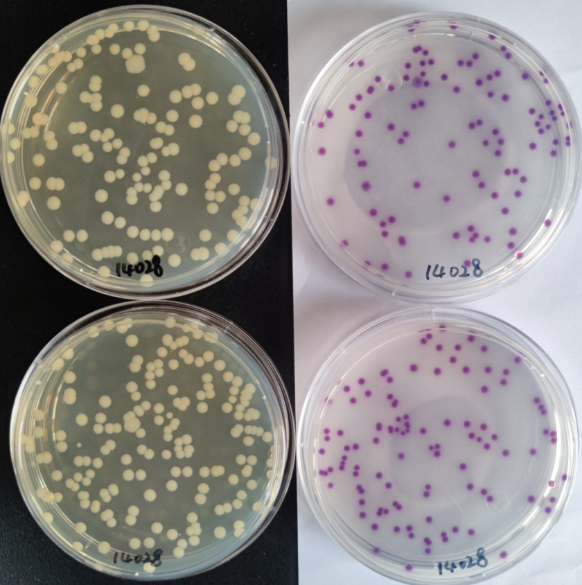 沙門檢測新助手—沙門氏+顯色培養(yǎng)基