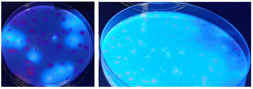 GB 4789.38-2025《食品安全國家標(biāo)準(zhǔn) 食品微生物學(xué)檢驗(yàn) 大腸埃希氏菌計(jì)數(shù)》解讀 GB 4789.38-2025《食品安全國家標(biāo)準(zhǔn) 食品微生物學(xué)檢驗(yàn) 大腸埃希氏菌計(jì)數(shù)》解讀