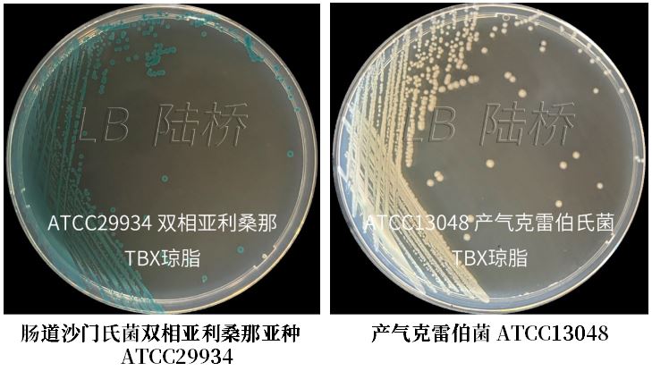 GB 4789.38-2025《食品安全國家標(biāo)準(zhǔn) 食品微生物學(xué)檢驗(yàn) 大腸埃希氏菌計(jì)數(shù)》解讀 GB 4789.38-2025《食品安全國家標(biāo)準(zhǔn) 食品微生物學(xué)檢驗(yàn) 大腸埃希氏菌計(jì)數(shù)》解讀