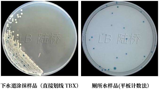 GB 4789.38-2025《食品安全國家標(biāo)準(zhǔn) 食品微生物學(xué)檢驗(yàn) 大腸埃希氏菌計(jì)數(shù)》解讀 GB 4789.38-2025《食品安全國家標(biāo)準(zhǔn) 食品微生物學(xué)檢驗(yàn) 大腸埃希氏菌計(jì)數(shù)》解讀
