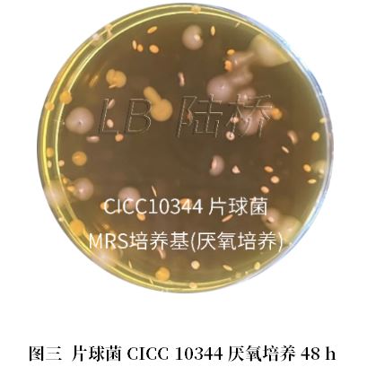 乳酸菌檢驗(yàn)新角色——片球菌屬與魏茨曼氏菌屬 乳酸菌檢驗(yàn)新角色——片球菌屬與魏茨曼氏菌屬