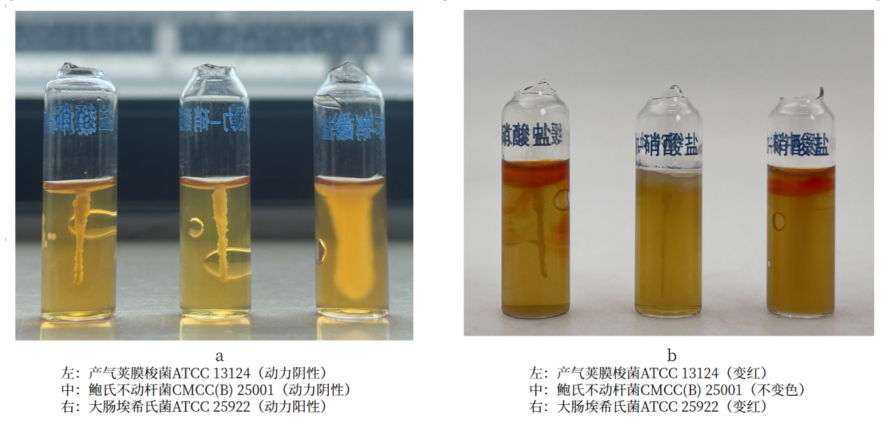 細(xì)菌生化實(shí)驗(yàn)之硝酸鹽還原實(shí)驗(yàn)解析