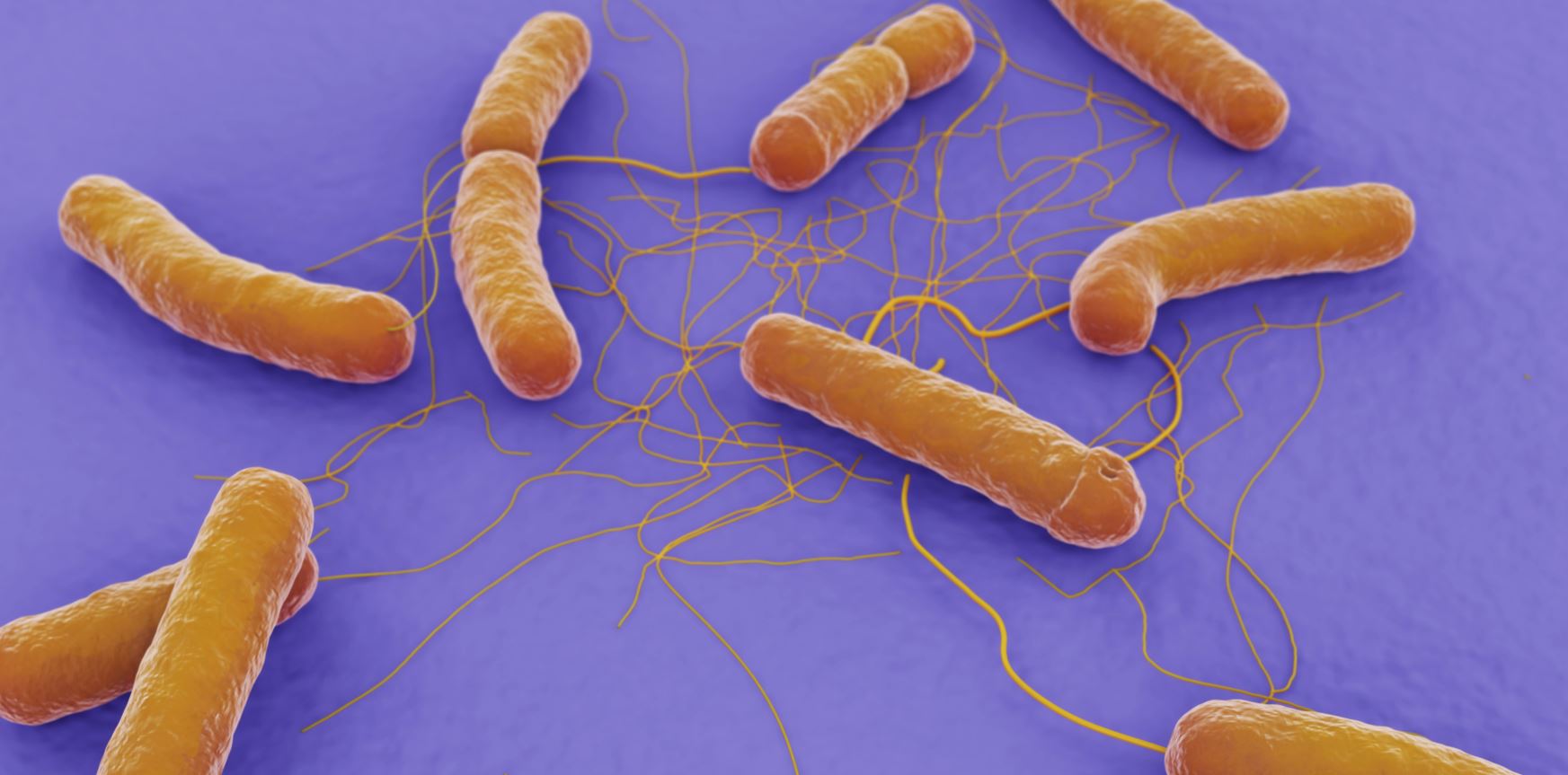 蠟樣芽胞桿菌檢測(cè)好幫手---蠟樣芽胞桿菌顯色培養(yǎng)基